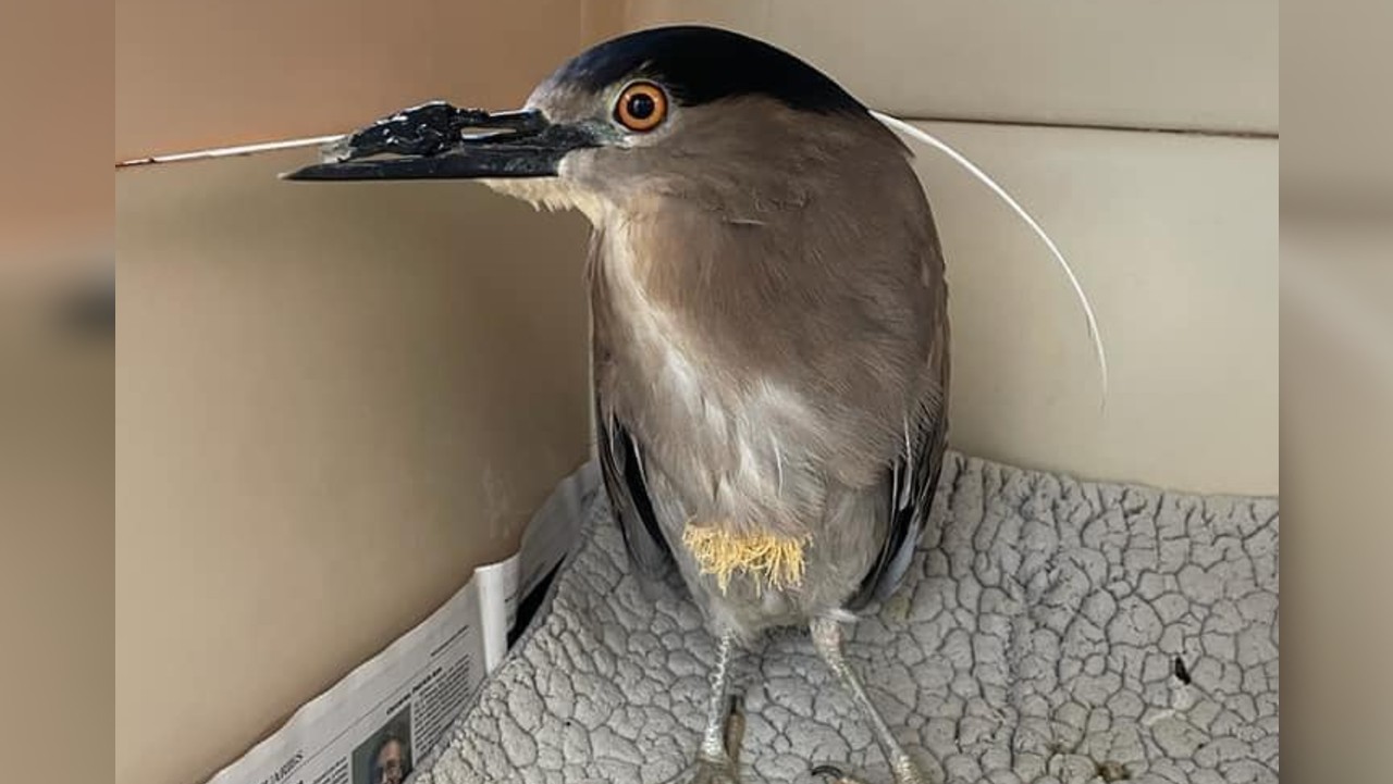This injured heron nursed back to health at Fellow Mortals will have a new home in the Montreal Biodome.