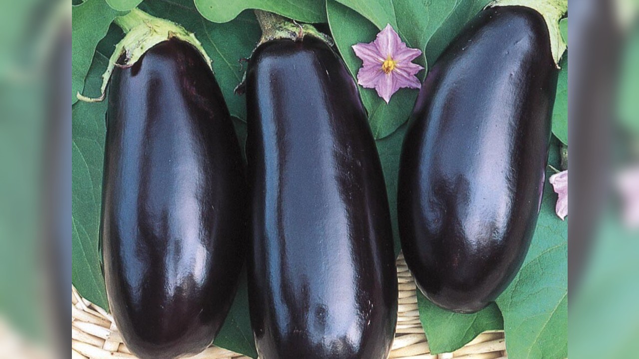 Eggplant comes in a variety of colors and shapes, but use one like this Black Beauty variety. It is the perfect size and shape for stuffing. File photo.