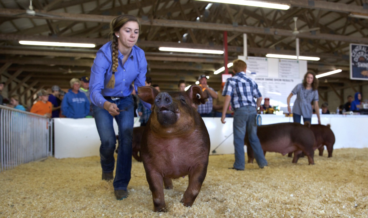 The Jr. Swine Barrow Show begins at 8 a.m. Wednesday in the swine barn at the Walworth County Fair. Photo by Kerry Trampe/Walworth County Fair