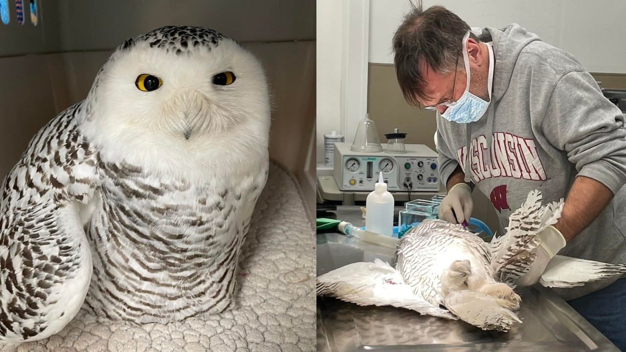 A snowy owl in recovering at a Lake Geneva wildlife rehabilitar after it was likely hit by a vehicle near Delavan. Fellow Mortals Wildlife Hospital photo.