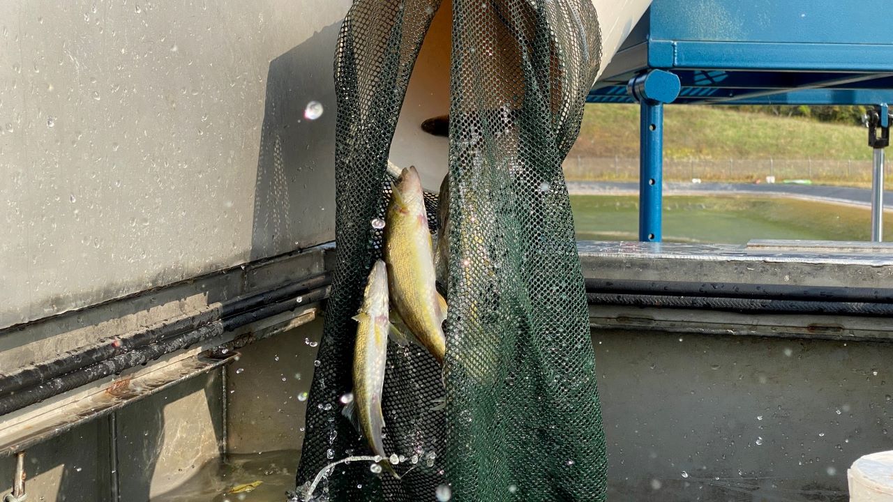 walleye stocking Wisconsin DNR photo