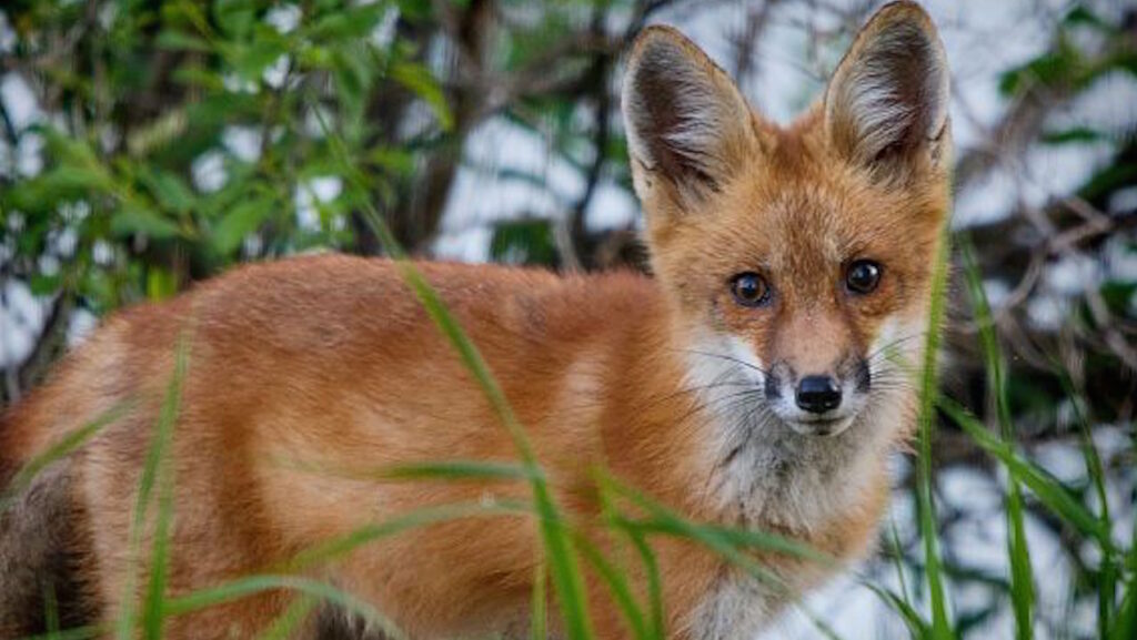 Avian Flu Discovered In Wild Red Foxes In Wisconsin Walworth County