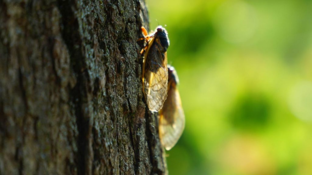 Cicadas have arrived in Lake Geneva. Are you ready? Walworth County