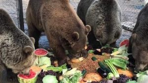 Valley of the Kings animal sanctuary and retreat in Walworth County wants your fall leaves